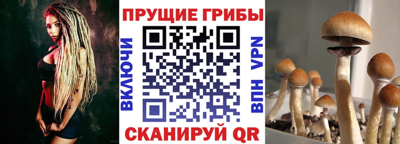 Галлюциногенные грибы Magic Shrooms  купить закладку  ссылка на мегу ONION  Грязовец 
